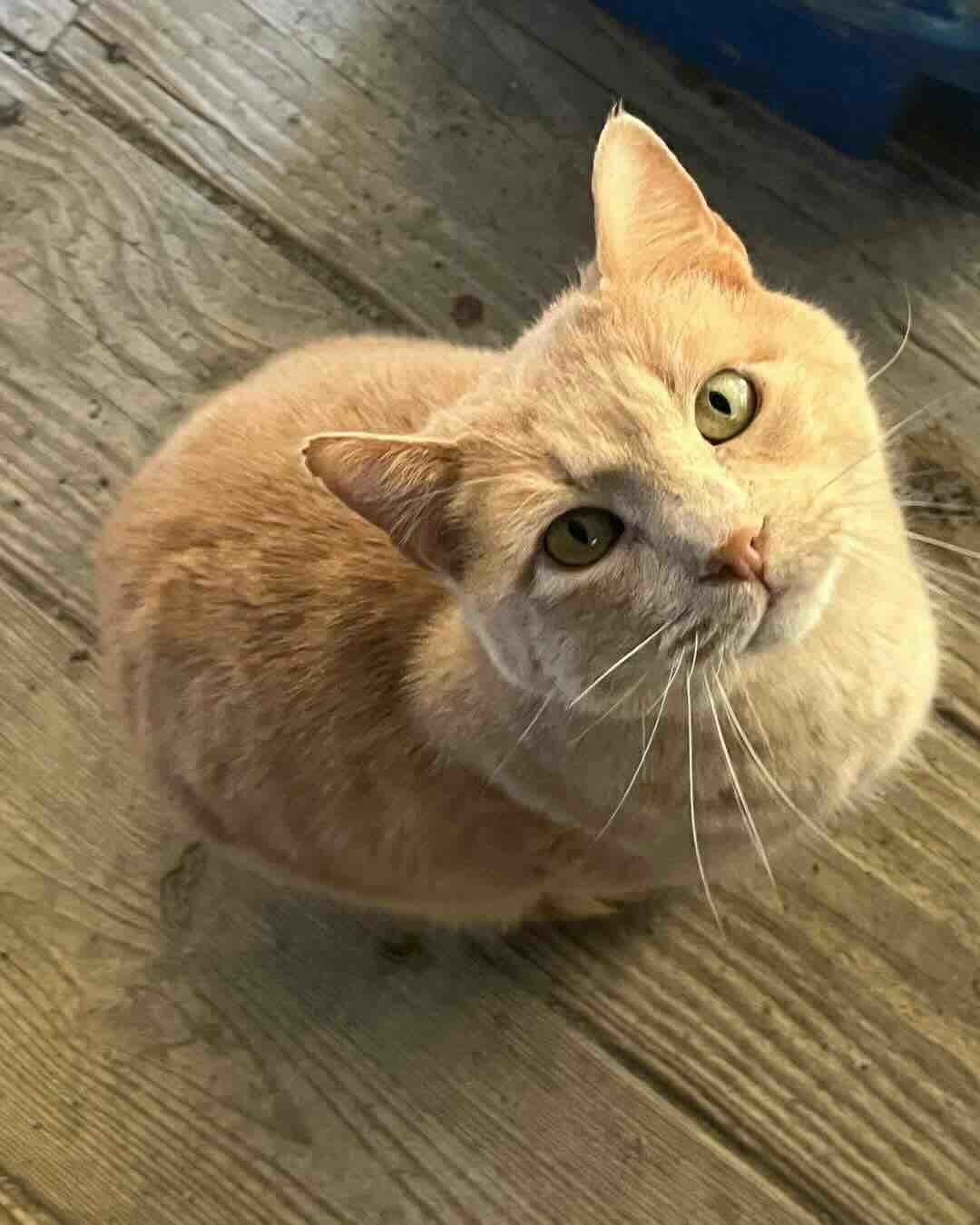 Oscar
