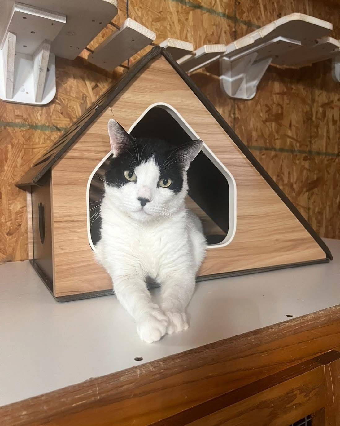Cane, an adoptable Domestic Short Hair in Hammond, LA, 70403 | Photo Image 1