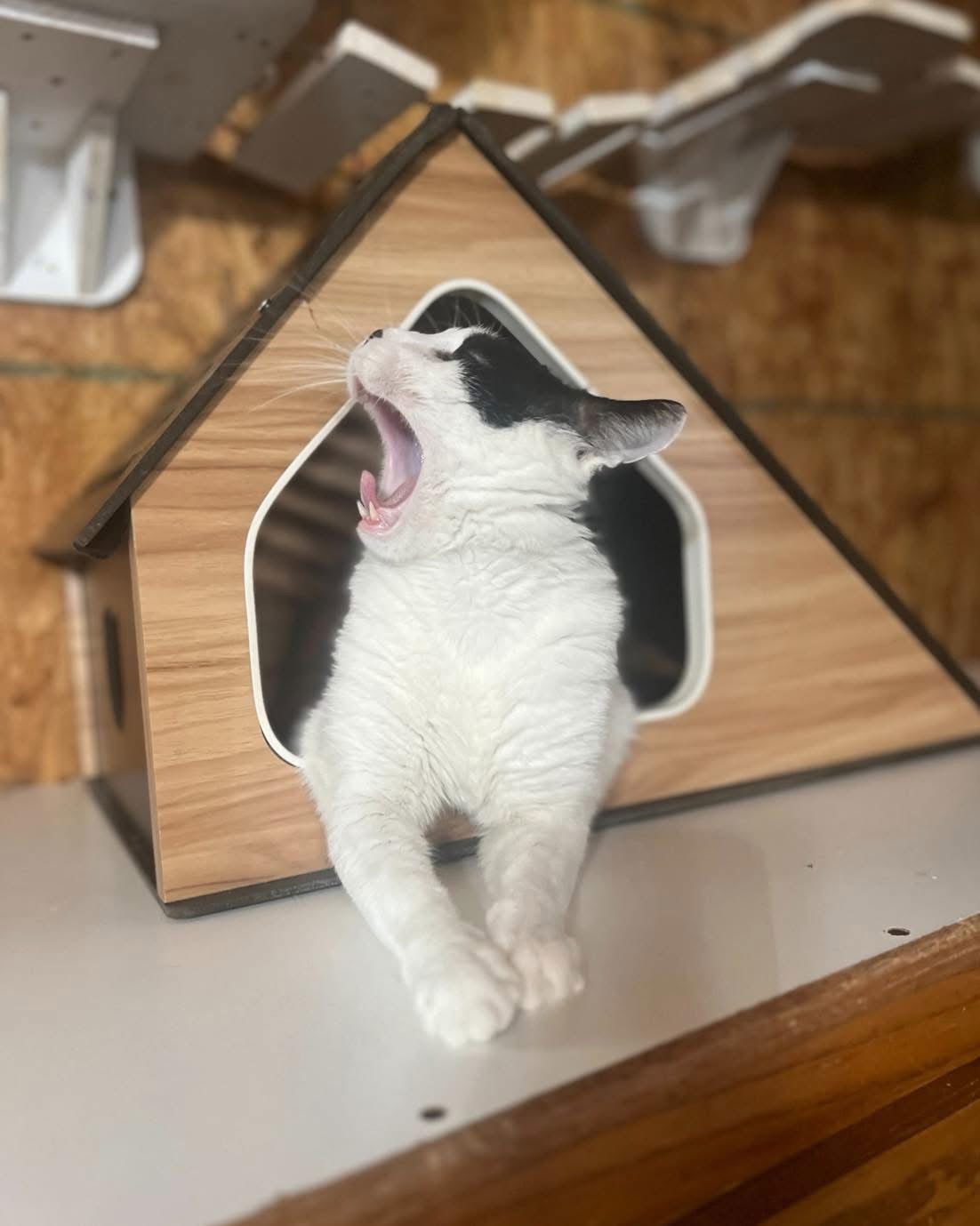 Cane, an adoptable Domestic Short Hair in Hammond, LA, 70403 | Photo Image 2