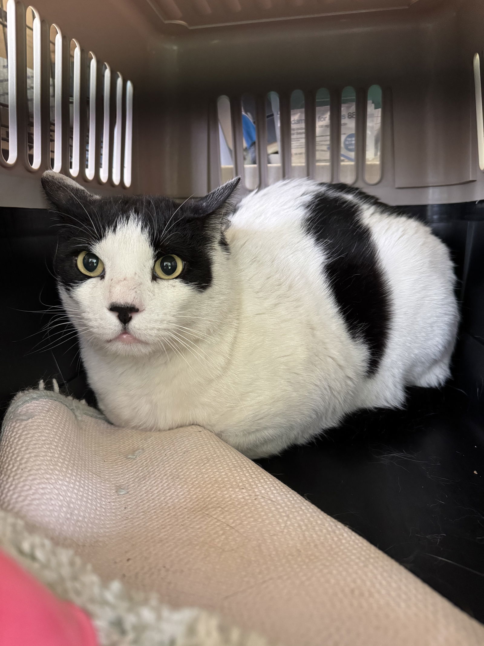 Cane, an adoptable Domestic Short Hair in Hammond, LA, 70403 | Photo Image 3