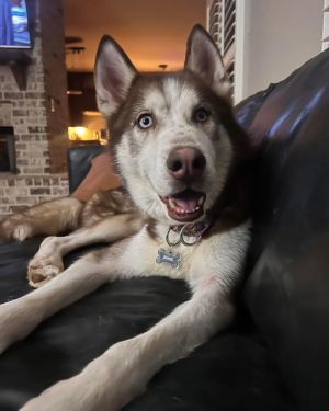 Welcome Scully to the Releashed Rescue Pack Scully is blue eyed red male Around 3-4 years old He 