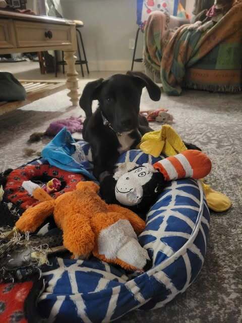 Harleigh (Edinburg Puppies)