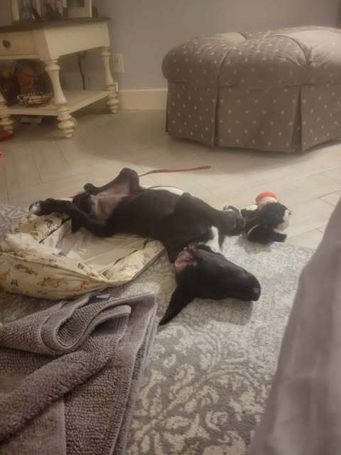 Harleigh (Edinburg Puppies)