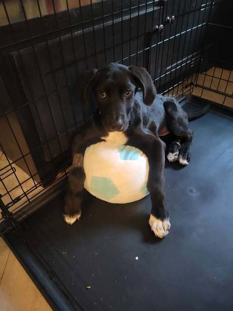 Harleigh (Edinburg Puppies)