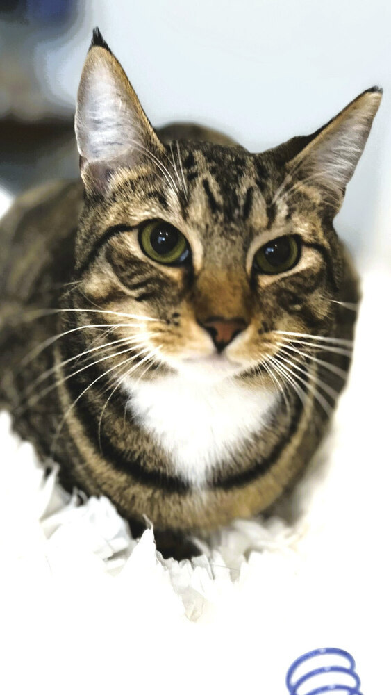 Tanner (Bengal like)