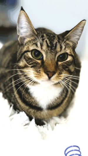 Tanner (Bengal like), Young Male Domestic Short Hair