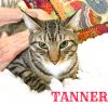 Tanner (Bengal like) photo 2