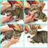 Tanner (Bengal like) photo 3