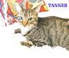 Tanner (Bengal like) photo 4
