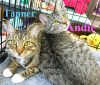 Tanner (Bengal like) photo 5
