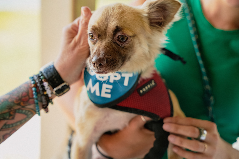 Rayza, an adoptable Chihuahua, Papillon in St. Petersburg, FL, 33732 | Photo Image 1
