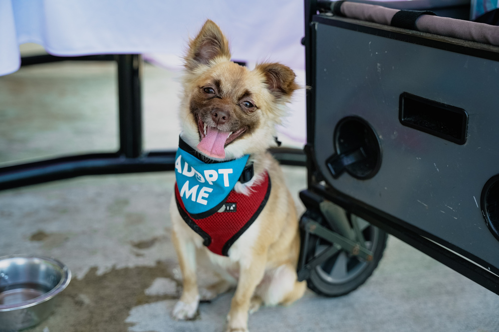 Rayza, an adoptable Chihuahua, Papillon in St. Petersburg, FL, 33732 | Photo Image 2