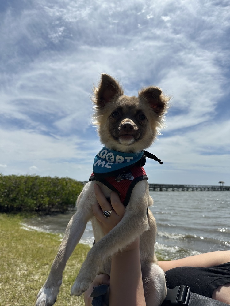 Rayza, an adoptable Chihuahua, Papillon in St. Petersburg, FL, 33732 | Photo Image 3