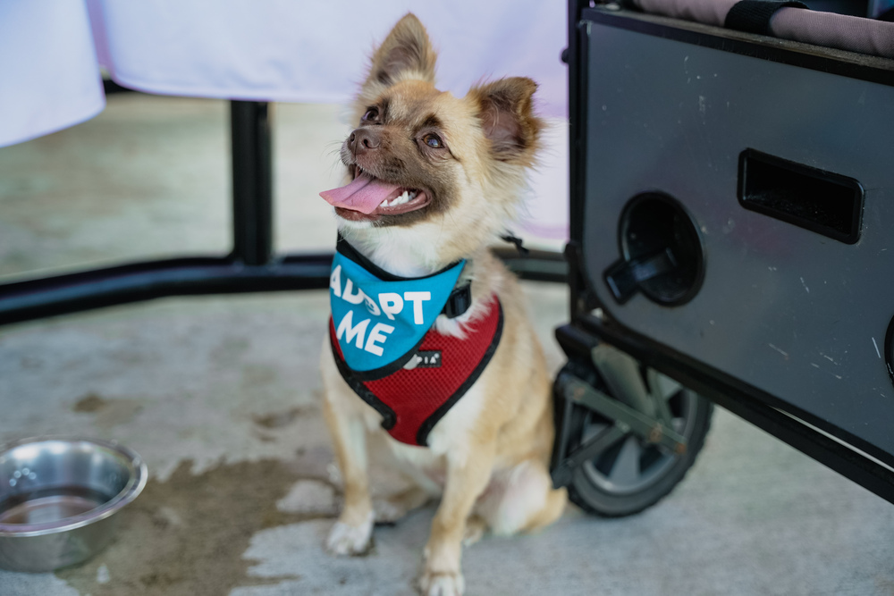 Rayza, an adoptable Chihuahua, Papillon in St. Petersburg, FL, 33732 | Photo Image 4