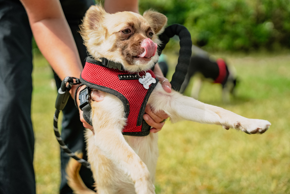 Rayza, an adoptable Chihuahua, Papillon in St. Petersburg, FL, 33732 | Photo Image 5