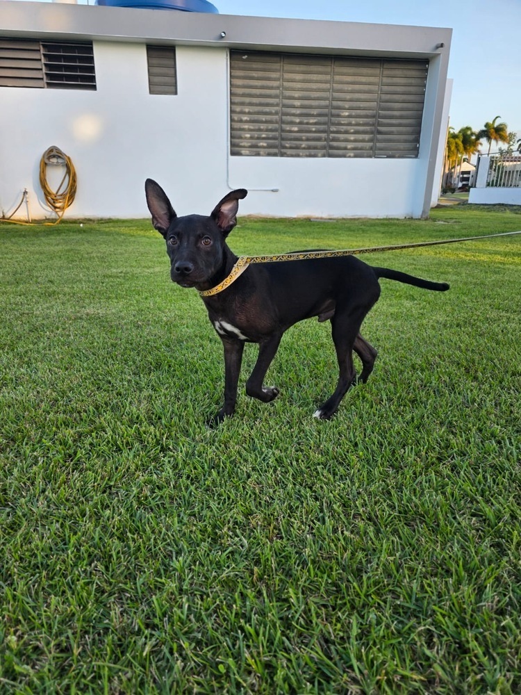 Lazaro