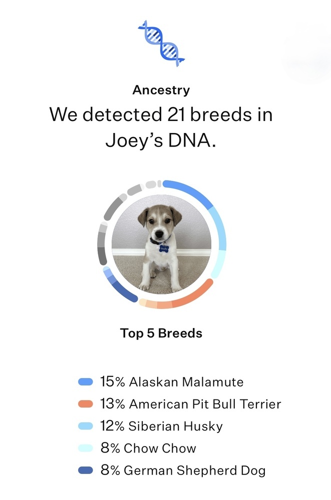 Joey