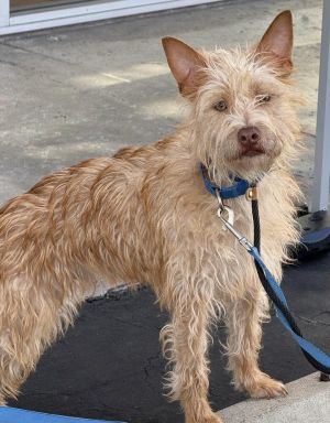 Gizmo, Adult Male unknown