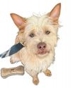 Gizmo photo 2