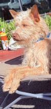 Gizmo photo 3