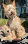Gizmo photo 5
