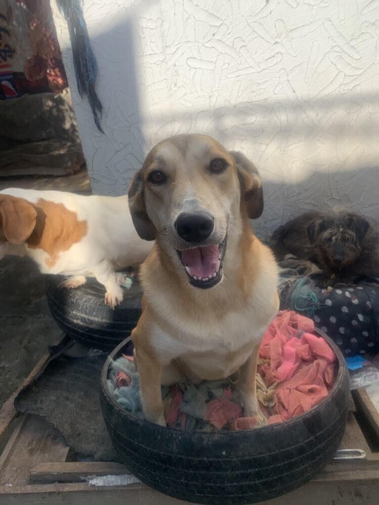 MELODY, an adoptable Labrador Retriever in Langley, BC, V2Y 3K1 | Photo Image 1