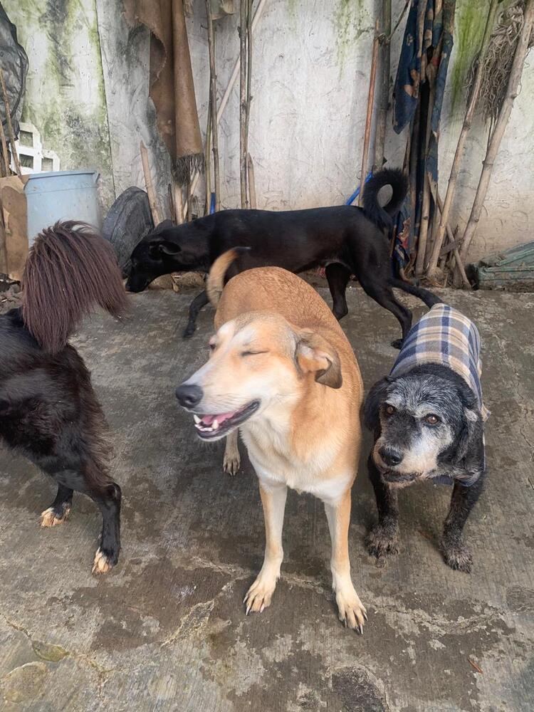 MELODY, an adoptable Labrador Retriever in Langley, BC, V2Y 3K1 | Photo Image 2