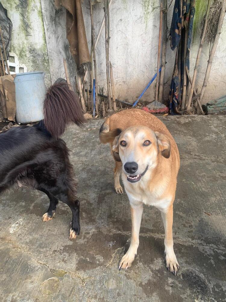 MELODY, an adoptable Labrador Retriever in Langley, BC, V2Y 3K1 | Photo Image 3