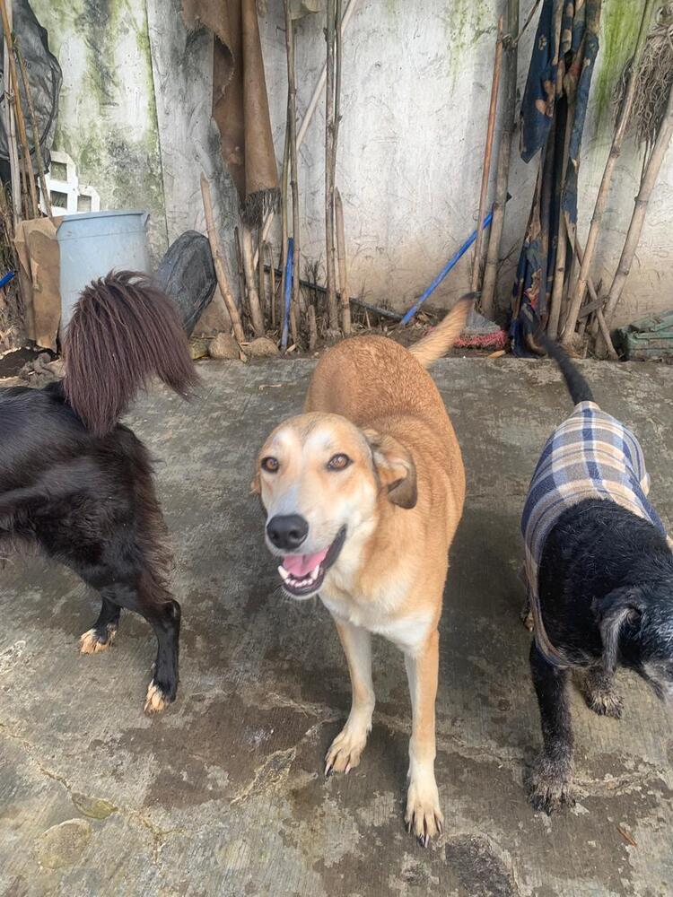 MELODY, an adoptable Labrador Retriever in Langley, BC, V2Y 3K1 | Photo Image 4