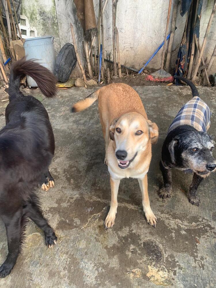 MELODY, an adoptable Labrador Retriever in Langley, BC, V2Y 3K1 | Photo Image 5