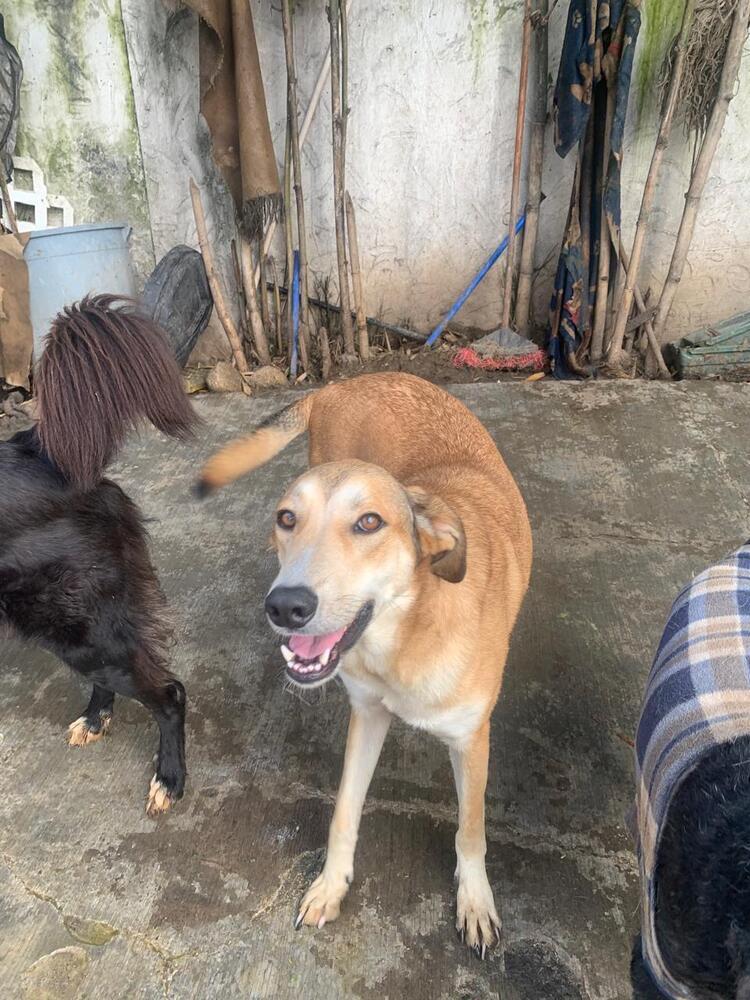 MELODY, an adoptable Labrador Retriever in Langley, BC, V2Y 3K1 | Photo Image 6