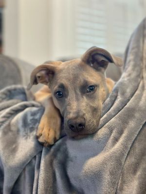 Finn, Young Male unknown