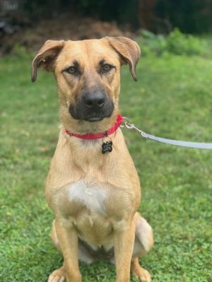 Madie, Adult Female unknown