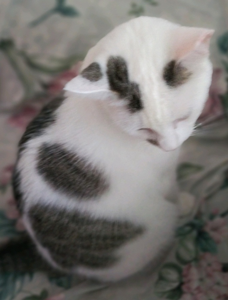 Sugar