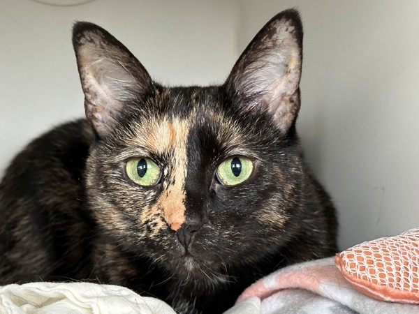 Cat for adoption Funky a Domestic Short Hair Mix in Staten Island Cat for adoption Funky a Domestic Short Hair Mix in Staten Island