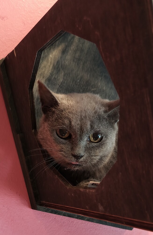 Smokey Gray