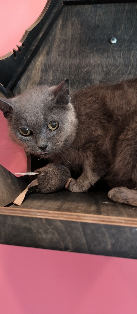 Smokey Gray