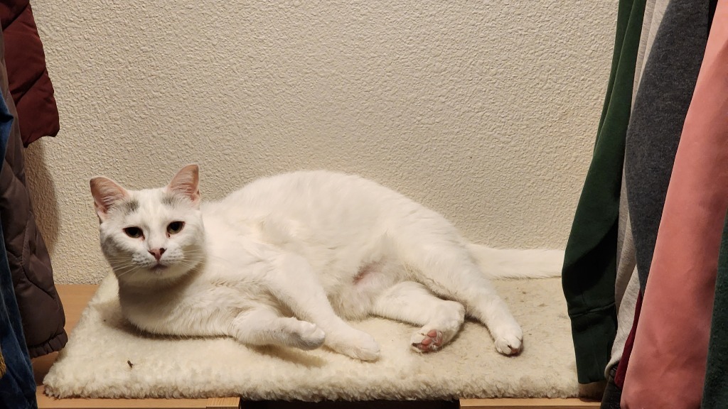 Biancha - now Yue, an adoptable Domestic Short Hair in Palmer, AK, 99645 | Photo Image 1