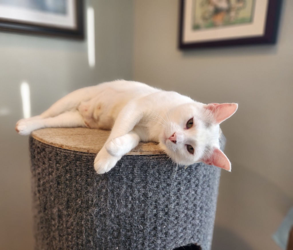 Biancha - now Yue, an adoptable Domestic Short Hair in Palmer, AK, 99645 | Photo Image 2