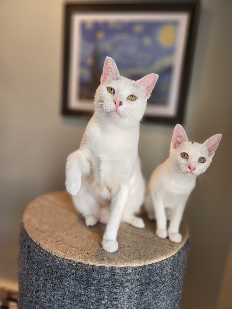 Biancha - now Yue, an adoptable Domestic Short Hair in Palmer, AK, 99645 | Photo Image 4