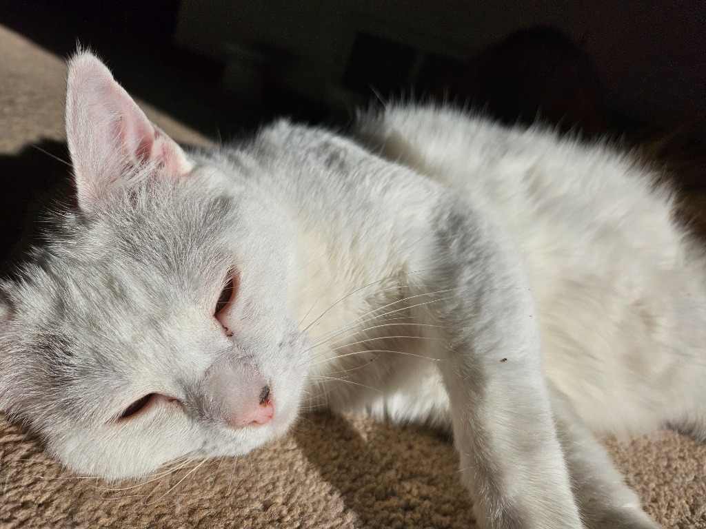 Biancha - now Yue, an adoptable Domestic Short Hair in Palmer, AK, 99645 | Photo Image 5