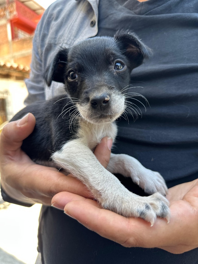 Oreo, an adoptable Chihuahua in San Juan de Abajo, NAY, 63732 | Photo Image 1