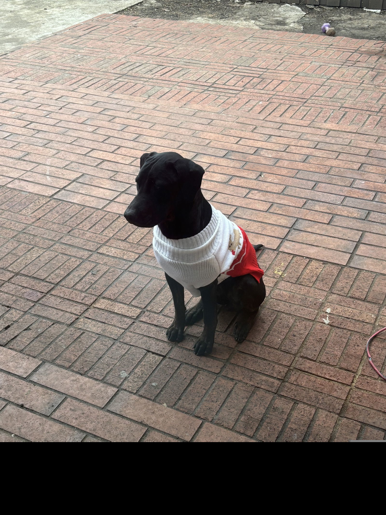 Mollie II (New Digs)
