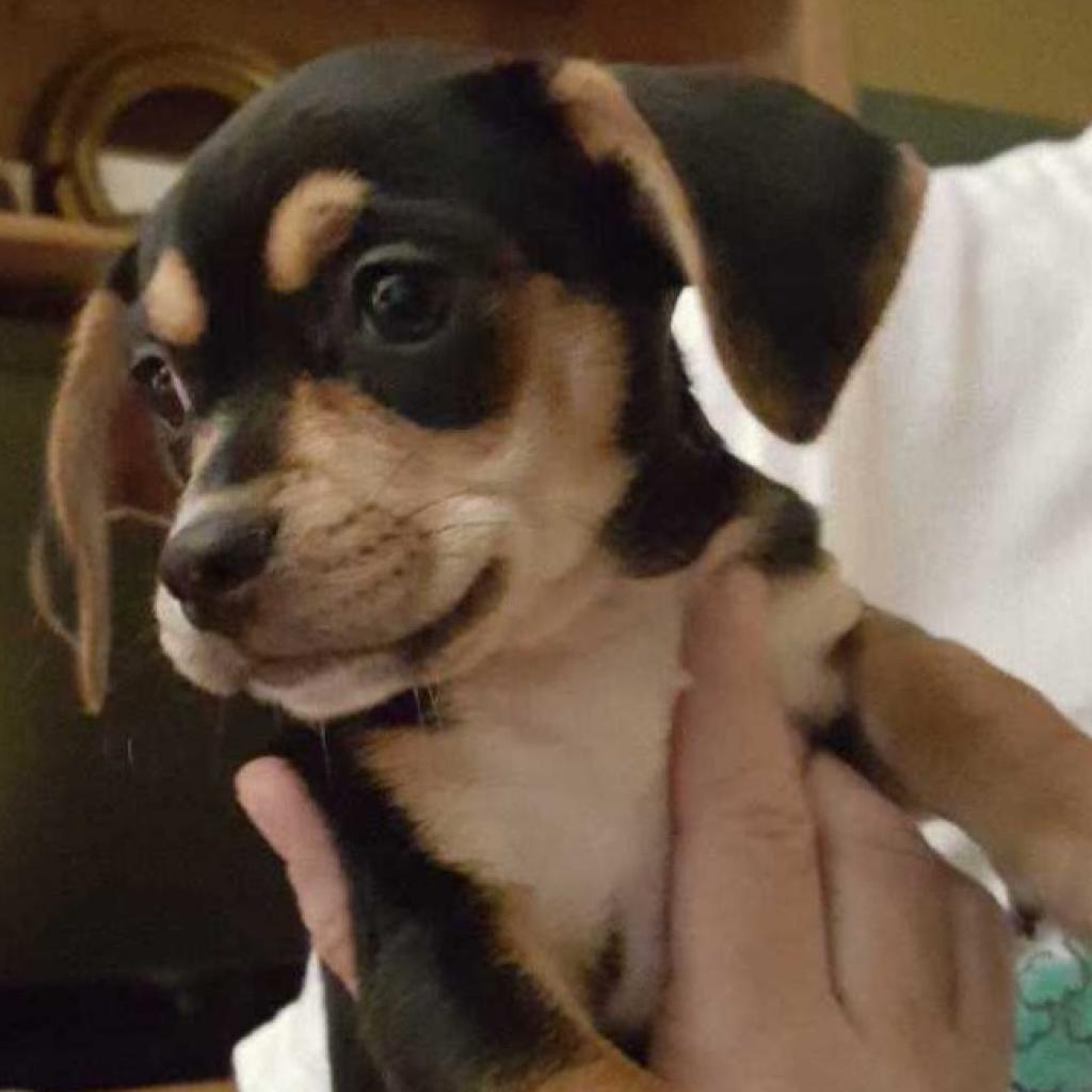 Penny