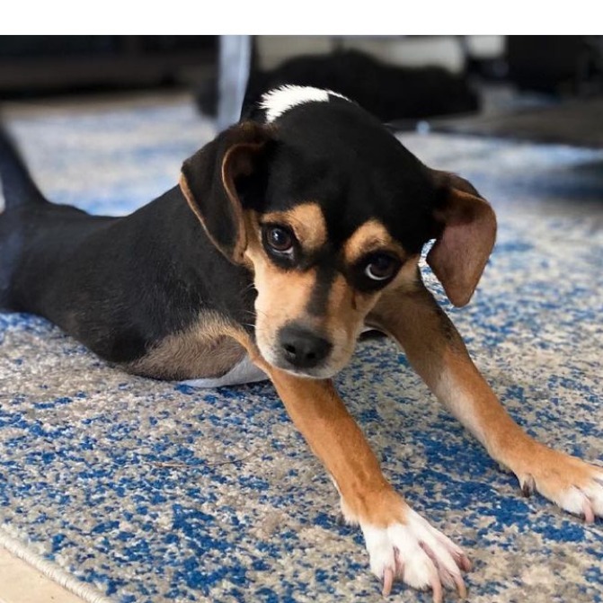 Penny