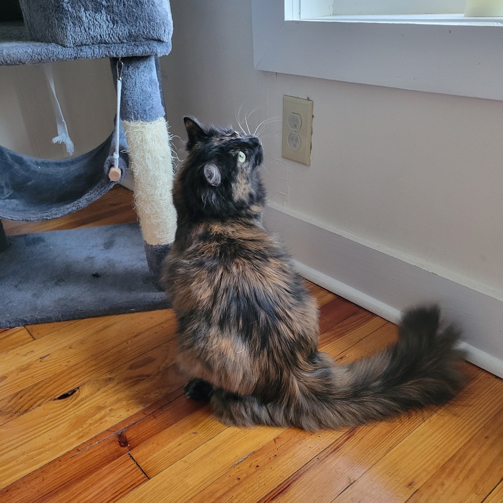 Jada