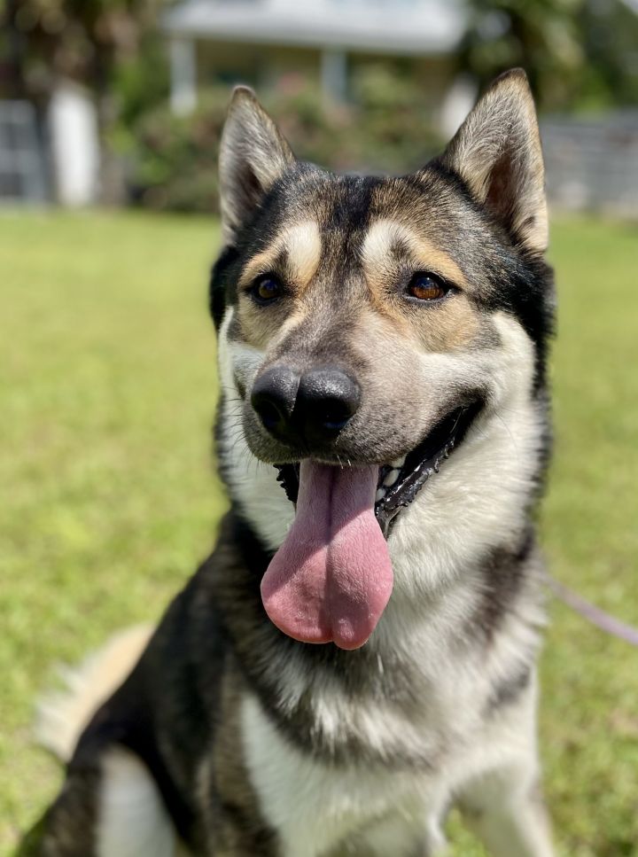 Zeus 1