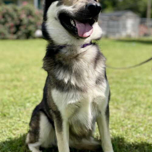 Zeus 2