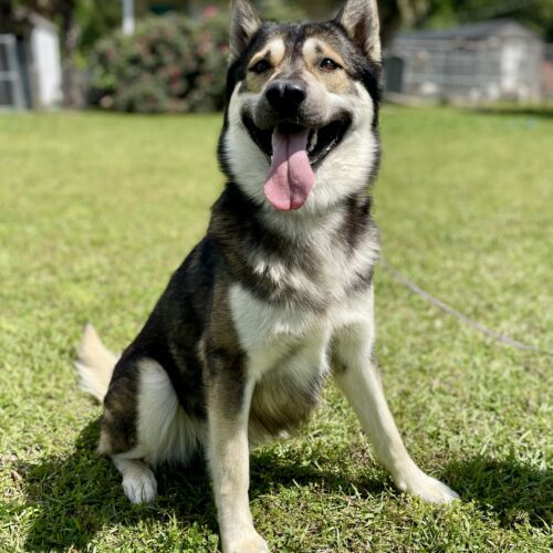 Zeus 5