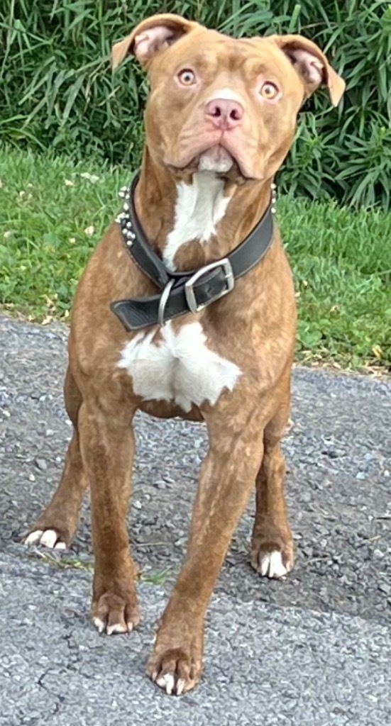 Silas